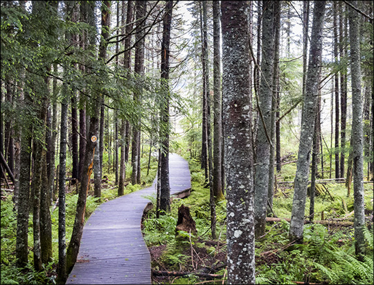 Adirondack Wetlands: Boreal Life Trail boardwalk (14 June 2014)