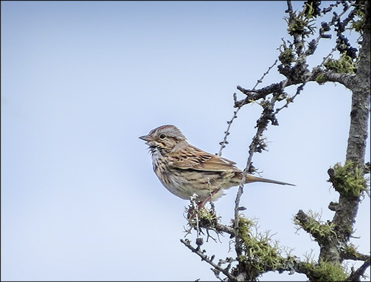 Birds of the Adirondacks:  Lincoln's Sparrow on Barnum Bog (14 June 2014)