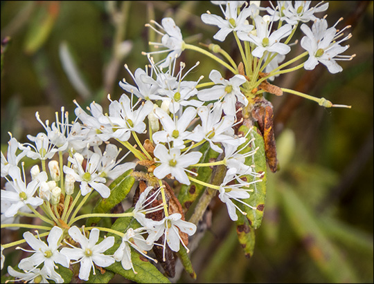 Adirondack Shrubs: Labrador Tea on Barnum Bog (14 June 2014)