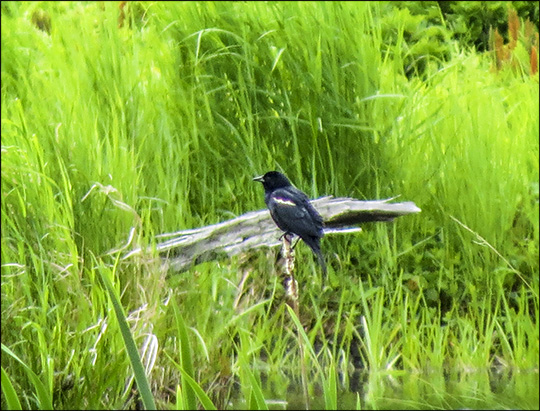 Birds of the Adirondacks:  Red-winged Blackbird on Heron Marsh (14 June 2014)