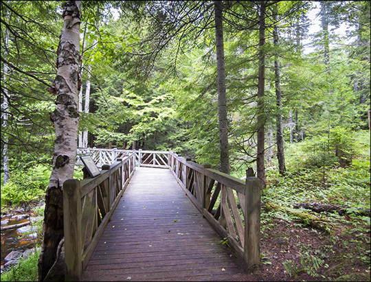 Adirondack Habitats: Conifer/hardwood forest on the Barnum Brook Trail (14 June 2014