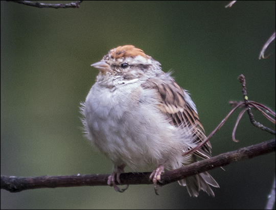 Birds of the Adirondacks: Chipping Sparrow near the VIC Building (14 September 2013)