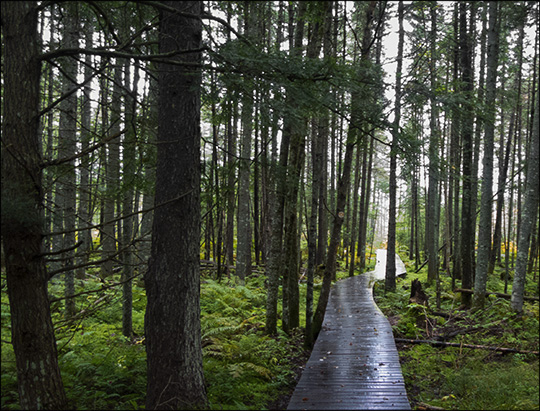 Adirondack Wetlands: Transitional area near Barnum Bog (14 September 2013)