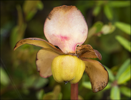 Adirondack Wildflowers:  Pitcher Plant on Barnum Bog (14 September 2013)