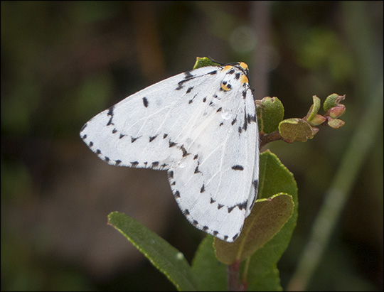 Moths of the Adirondacks:  Chain-Dotted Geometer on Barnum Bog (14 September 2013)