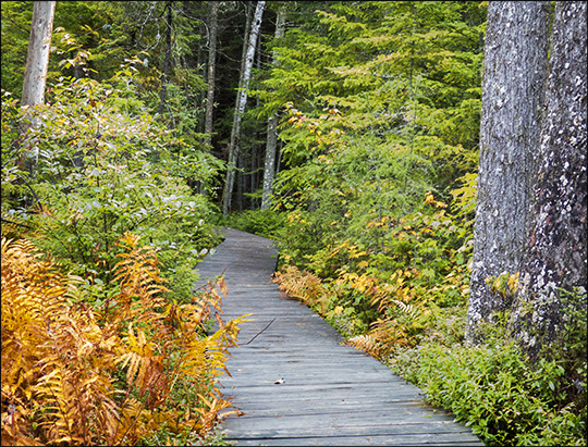 Adirondack Wetlands: Barnum Bog from the Boreal Life boardwalk (14 September 2013)