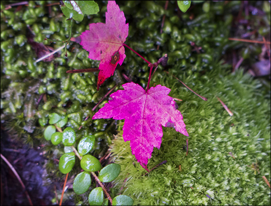 Maple leaves and moss on the Boreal Life Trail (14 September 2013)