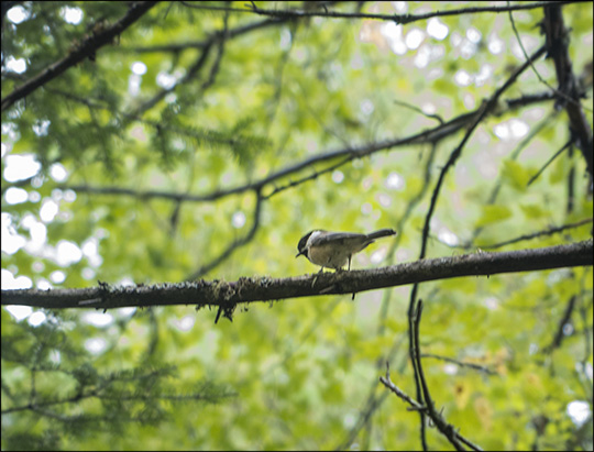 Birds of the Adirondacks: Black-capped Chickadee (14 September 2013)