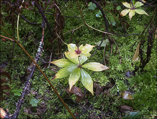 Adirondack Wildflowers: Indian Cucumber Root (14 September 2013)