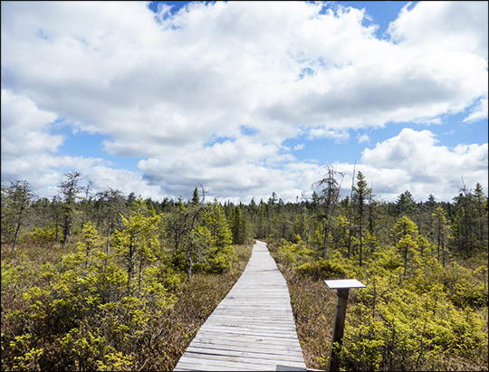 Adirondack Wetlands: Barnum Bog from the Boreal Life Trail boardwalk (17 May 2014)