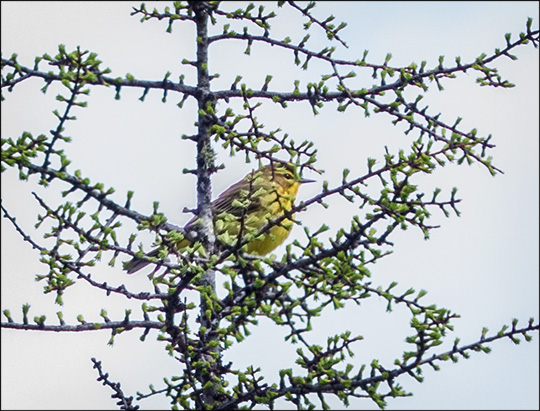 Birds of the Adirondacks: Palm Warbler on Barnum Bog (17 May 2014)