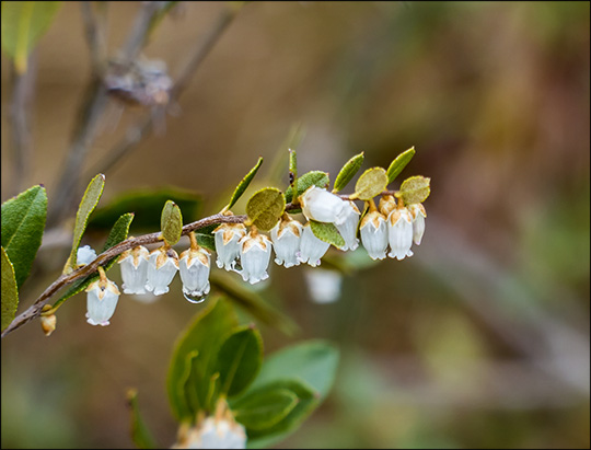 Adirondack Shrubs:  Leatherleaf on Barnum Bog (17  May 2014)