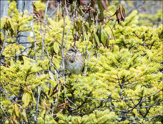 Birds of the Adirondacks:  Lincoln's Sparrow on Barnum Bog (17 May 2014)