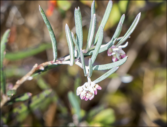 Adirondack Shrubs: Bog Rosemary on Barnum Bog (17 May 2014)