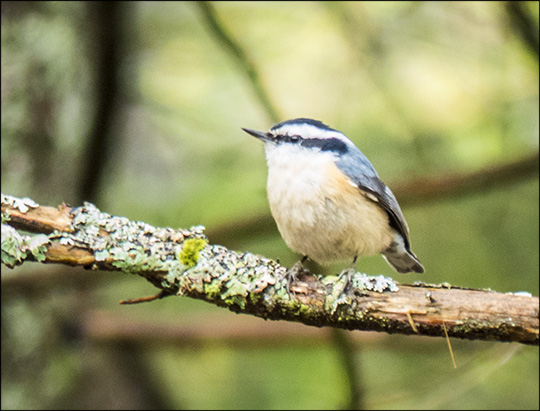 Birds of the Adirondacks: Red-breasted Nuthatch near the VIC building (17 May 2014)