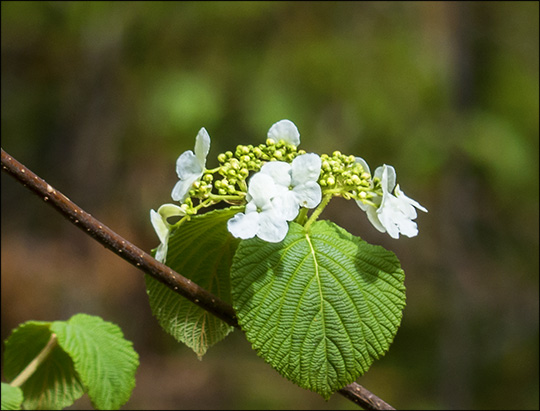 Adirondack Shrubs: Hobblebush on the Barnum Brook Trail (17 May 2014