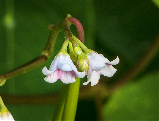 Adirondack Wildflowers:  Spreading Dogbane near the Paul Smiths VIC building entrance (18 July 2013)