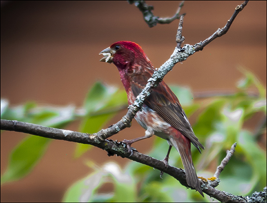 Birds of the Adirondacks:  Male Purple Finch near the VIC Building (18 July 2013)