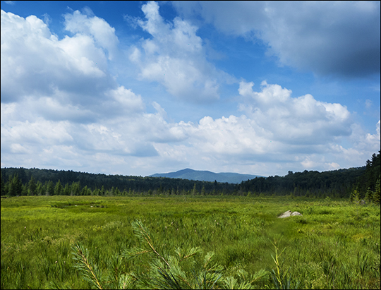 Adirondack Wetlands: Heron Marsh from the Barnum Brook Trail at the Paul Smiths VIC (18 July 2013)