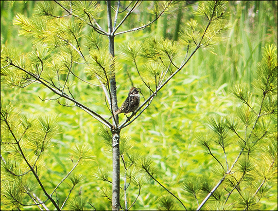 Birds of the Adirondacks: Swamp Sparrow on Heron Marsh at the Paul Smiths VIC (18 July 2013))