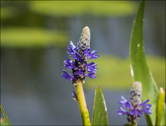 Adirondack Wildflowers: Pickerelweed in bloom on Barnum Bog at the Paul Smiths VIC (18 July 2013)