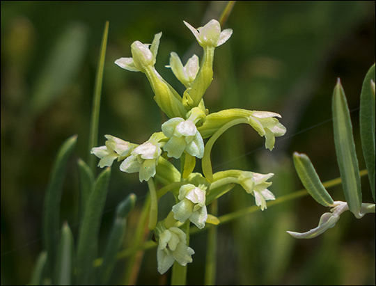 Adirondack Wildflowers: Northern Club Spur Orchis in bloom on Barnum Bog at the Paul Smiths VIC (18 July 2013)