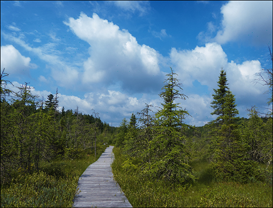 Adirondack Wetlands: Barnum Bog from the Boreal Life Trail at the Paul Smiths VIC (18 July 2013)