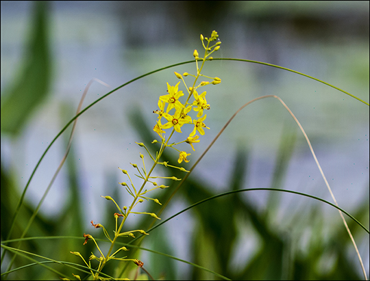 Adirondack Wildflowers:  Swamp Candles on Barnum Bog at the Paul Smiths VIC (18 July 2013)