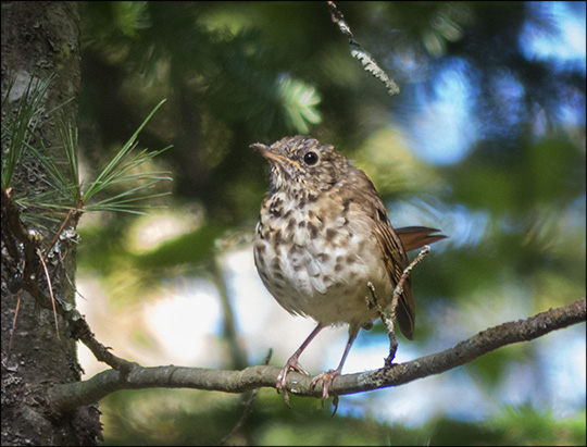 Birds of the Adirondacks:  Hermit Thrush on the Barnum Brook Trail (18 September 2013)