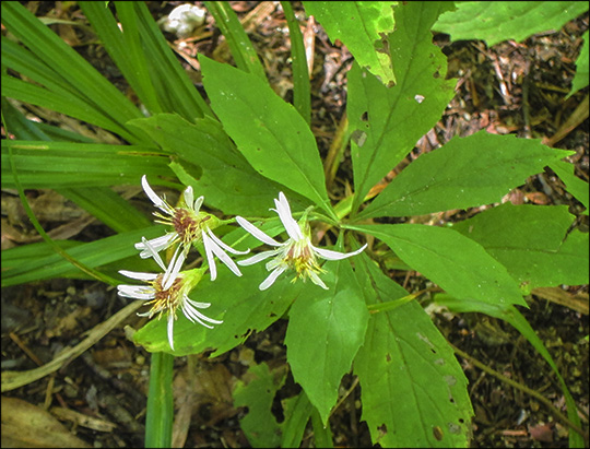 Adirondack Wildflowers: Whorled Wood Aster on the Barnum Brook Trail  (18 September 2013)