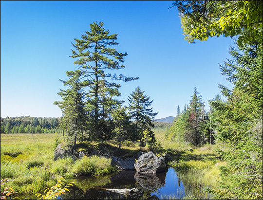 Adirondack Wetlands:  Heron Marsh at the Paul Smiths VIC (18 September 2013)