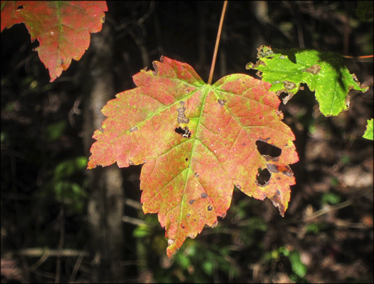 Trees of the Adirondacks: Red Maple (Acer Rubrum) on the Barnum Brook Trail  (18 September 2013)