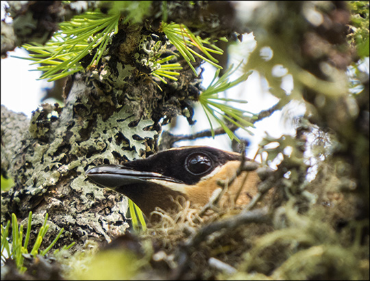 Birds of the Adirondacks:  Cedar Waxwing on her nest on Barnum Bog (19 July 2014)