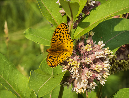 Adirondack Butterflies:  Great Spangled Fritillary on milkweed (19 July 2014)