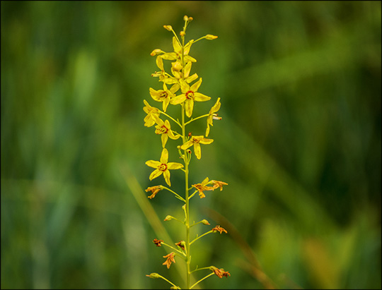 Adirondack Wildflowers:  Swamp Candles on Barnum Bog (19 July 2014)