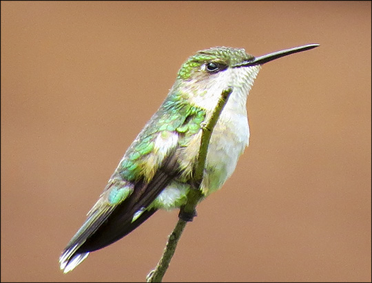 Birds of the Adirondacks:  Ruby-throated Hummingbird (19 July 2014)