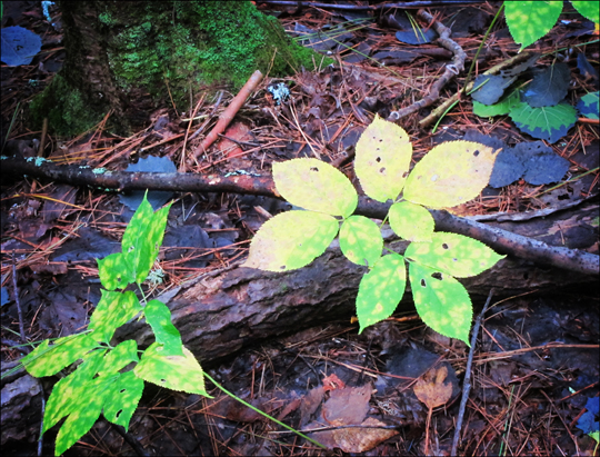 Adirondack Wildflowers:  Wild Sarsaparilla on the Heron Marsh Trail at the Paul Smiths VIC (19 September 2012)