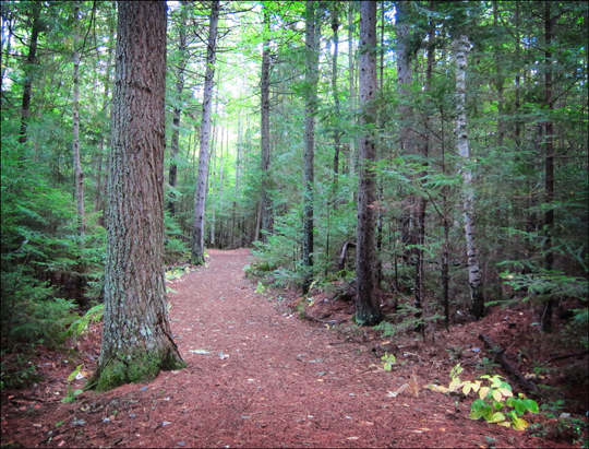 Trees of the Adirondacks:  Conifers along the Heron Marsh Trail at the Paul Smiths VIC (19 September 2012)