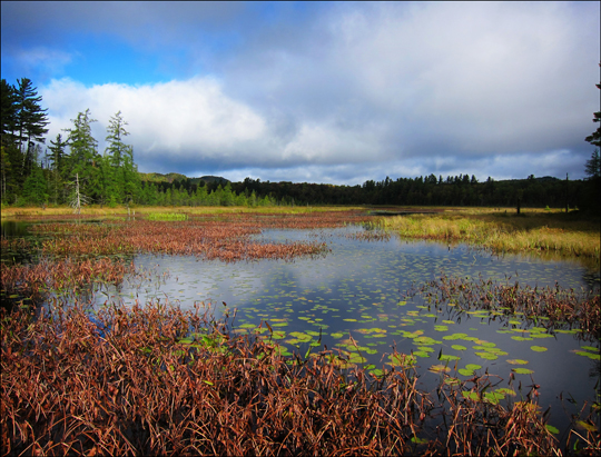 Adirondack Wetlands:  Heron Marsh from the floating bridge on the Silviculture Trail at the Paul Smiths VIC (19 September 2012)