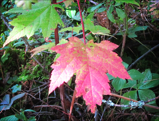 Trees of the Adirondacks: Red Maple at the Paul Smiths VIC (19 September 2012)