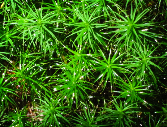 Mosses of the Adirondacks: After the rain | Rain droplets on Hair Cap Moss on the Barnum Brook Trail at the Paul Smiths VIC (19 September 2012)