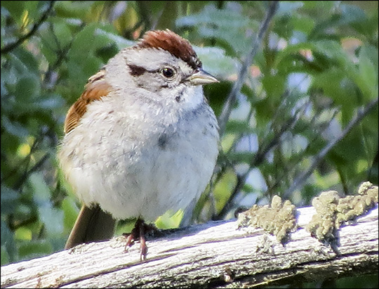 Birds of the Adirondacks: Swamp Sparrow on Heron Marsh from the Heron Marsh overlook at the Paul Smiths VIC (20 June 2015)