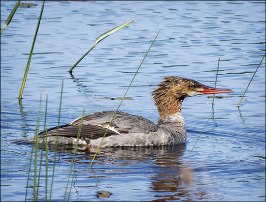 Birds of the Adirondacks:  Common Merganser on Heron Marsh from the Heron Marsh Trail at the Paul Smiths VIC (20 June 2015)