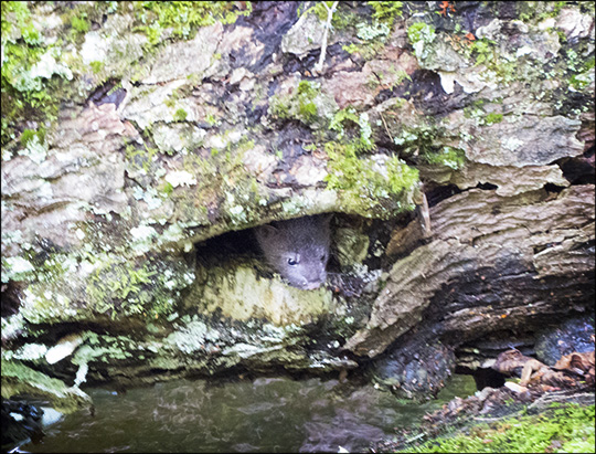 Mammals of the Adirondacks: Mink at the Paul Smiths VIC (20 June 2015)