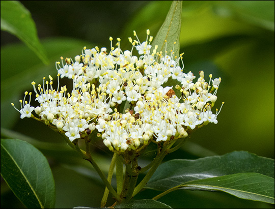 Shrubs of the Adirondacks: Wild Raisin blooming near Heron Marsh (21 June 2014)