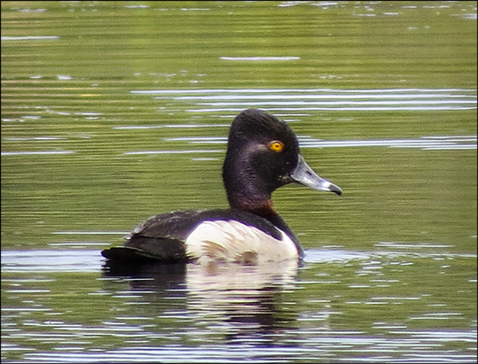 Birds of the Adirondacks: Ring-necked Duck on Heron Marsh (21 June 2014)