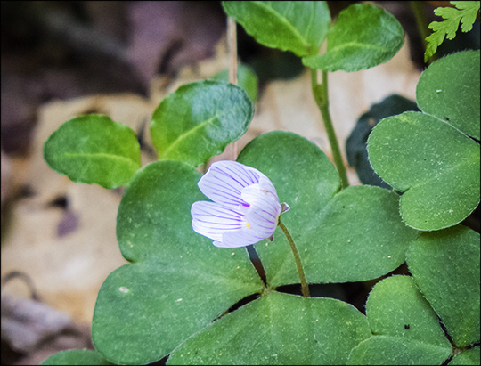 Adirondack Wildflowers:  Common Wood Sorrel on the Boreal Life Trail (21 June  2014)