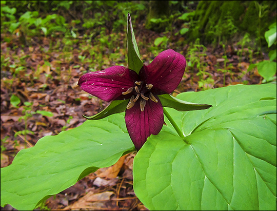 Adirondack Wildflowers:  Purple Trillium at the Paul Smiths VIC (22 May 2013)