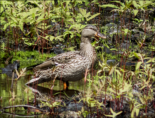 Birds of the Adirondacks:  Mallard on Barnum Brook from the Barnum Brook Trail at the Paul Smiths VIC (22 May 2013)