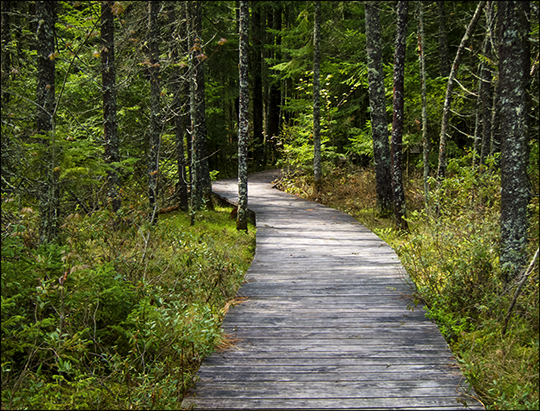 Adirondack Wetlands: Boreal Life Trail boardwalk at the Paul Smiths VIC (22 May 2013)